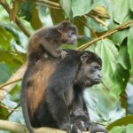 A howler monkey and baby sit amongst the trees.