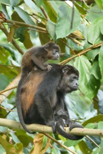 A howler monkey and baby sit amongst the trees.