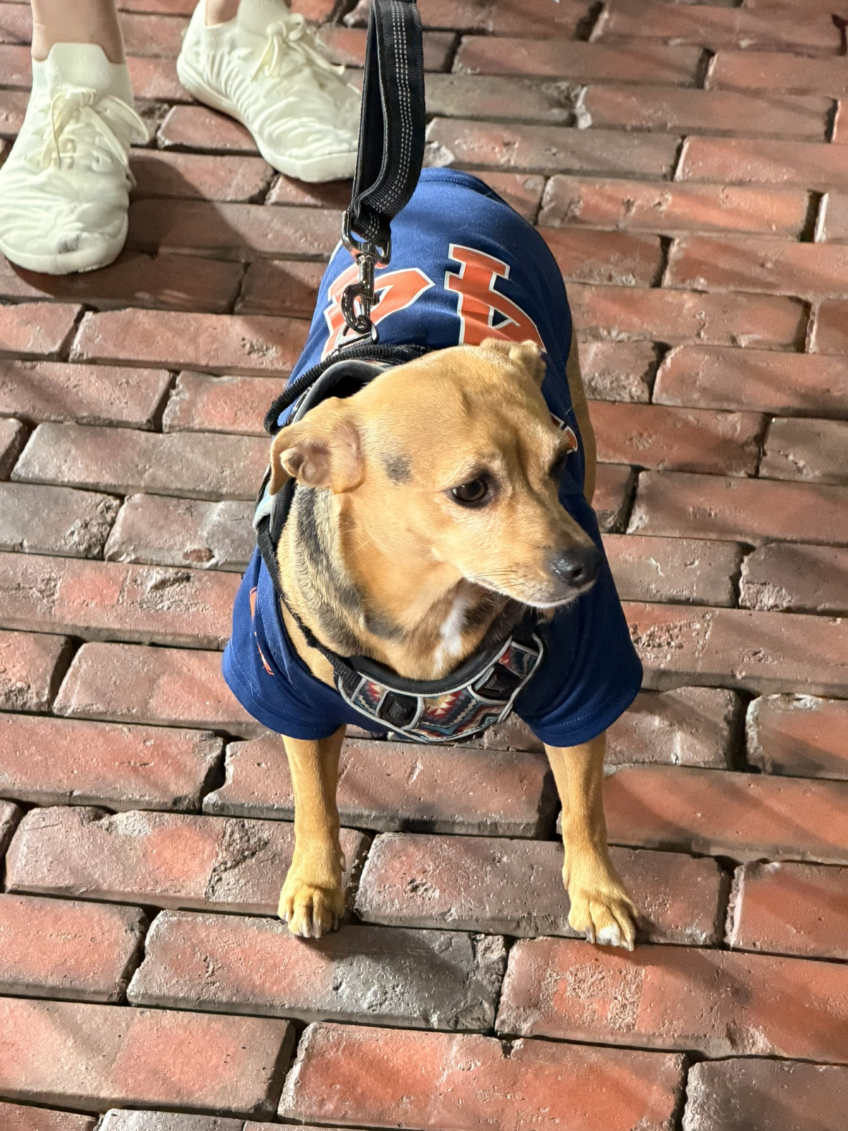 A four-legged Astros fan sports a Yordan Alvarez jersey at Daikin Park.