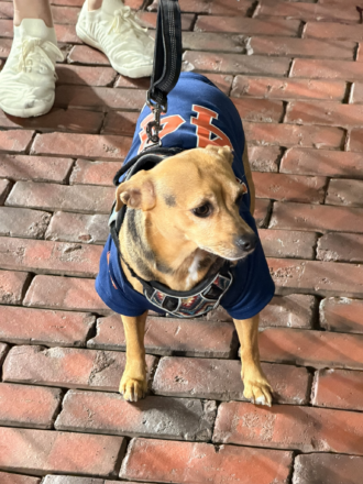 A four-legged Astros fan sports a Yordan Alvarez jersey at Daikin Park.