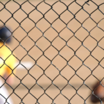 A baseball player can be seen at bat through a chain-link fence.